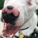 Deaf Dog Care Guide: Tips & Training | My Caring Dog – Tips, Stories, and Care Guides for Loving Pet Owners