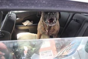 Dog Locked In Car | My Caring Dog – Tips, Stories, and Care Guides for Loving Pet Owners
