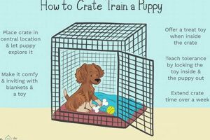 Find Free Puppies: Your Guide & Tips | My Caring Dog – Tips, Stories, and Care Guides for Loving Pet Owners