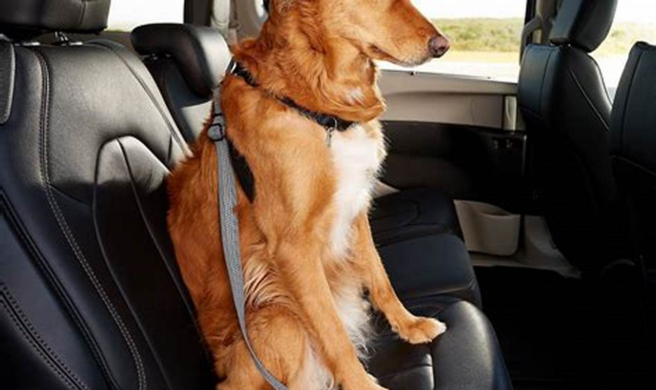 Best Dog Harnesses for Car & Walking Safety | My Caring Dog – Tips, Stories, and Care Guides for Loving Pet Owners