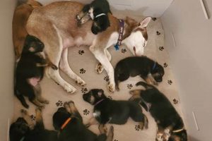 Foster Care For Dogs | My Caring Dog – Tips, Stories, and Care Guides for Loving Pet Owners