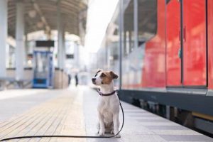 Amtrak Dog Travel: Rules & Regulations | My Caring Dog – Tips, Stories, and Care Guides for Loving Pet Owners