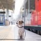 Amtrak Dog Travel: Rules & Regulations | My Caring Dog – Tips, Stories, and Care Guides for Loving Pet Owners