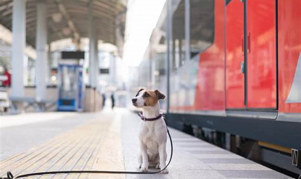Amtrak Dog Travel: Rules & Regulations | My Caring Dog – Tips, Stories, and Care Guides for Loving Pet Owners