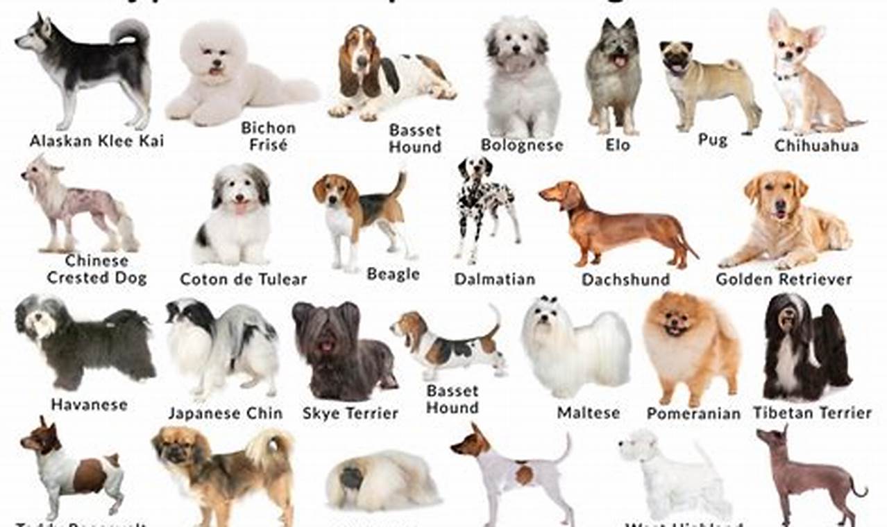 Top Companion Breeds for Car Travel | My Caring Dog – Tips, Stories, and Care Guides for Loving Pet Owners