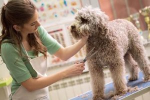Top Career as a Dog Groomer: Guide & Jobs | My Caring Dog – Tips, Stories, and Care Guides for Loving Pet Owners