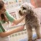 Top Career as a Dog Groomer: Guide & Jobs | My Caring Dog – Tips, Stories, and Care Guides for Loving Pet Owners