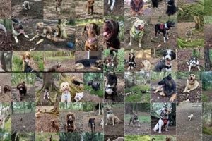 K9 Club Near Me | My Caring Dog – Tips, Stories, and Care Guides for Loving Pet Owners