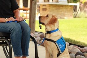 Car Safety & Dog Helping Aids | My Caring Dog – Tips, Stories, and Care Guides for Loving Pet Owners