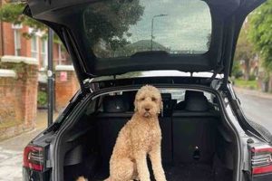 Safe Dog Car Travel: Tips & Accessories | My Caring Dog – Tips, Stories, and Care Guides for Loving Pet Owners