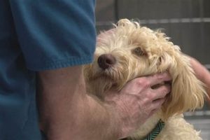 Rescue Dogs St Louis Mo | My Caring Dog – Tips, Stories, and Care Guides for Loving Pet Owners