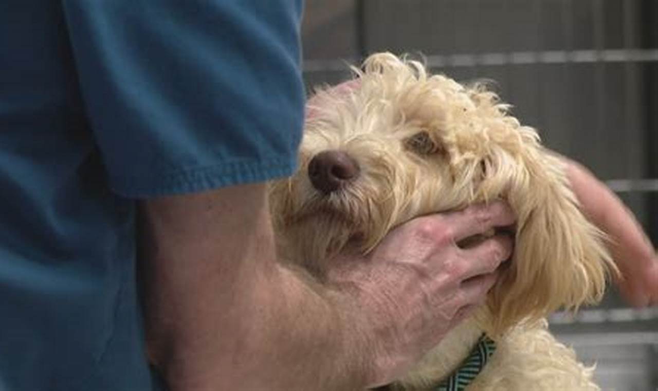 Rescue Dogs St Louis Mo | My Caring Dog – Tips, Stories, and Care Guides for Loving Pet Owners