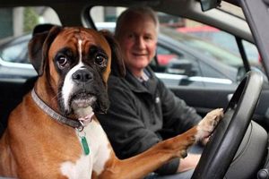 Watch: Hilarious Dog Honking Car Horn! | My Caring Dog – Tips, Stories, and Care Guides for Loving Pet Owners