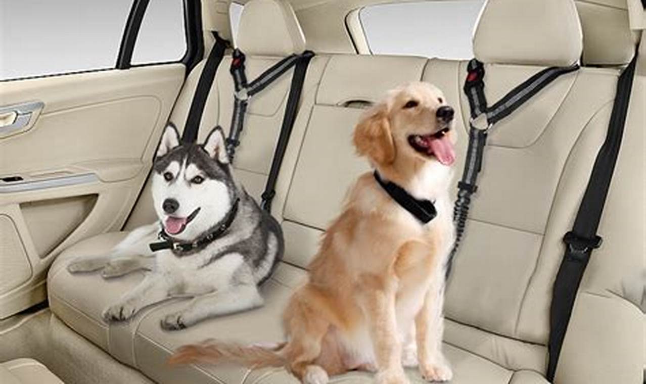 Best Car Seat Buckle for Dogs: Safe Travels | My Caring Dog – Tips, Stories, and Care Guides for Loving Pet Owners