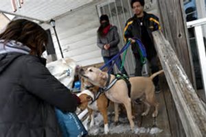 Dog Aide | My Caring Dog – Tips, Stories, and Care Guides for Loving Pet Owners