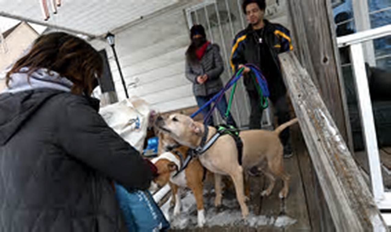 Dog Aide | My Caring Dog – Tips, Stories, and Care Guides for Loving Pet Owners