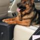 Dog Back Seat Safety: Tips & Rules | My Caring Dog – Tips, Stories, and Care Guides for Loving Pet Owners