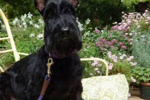 Adopt a Scottie: St. Louis Rescue & Rehoming | My Caring Dog – Tips, Stories, and Care Guides for Loving Pet Owners