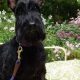 Adopt a Scottie: St. Louis Rescue & Rehoming | My Caring Dog – Tips, Stories, and Care Guides for Loving Pet Owners
