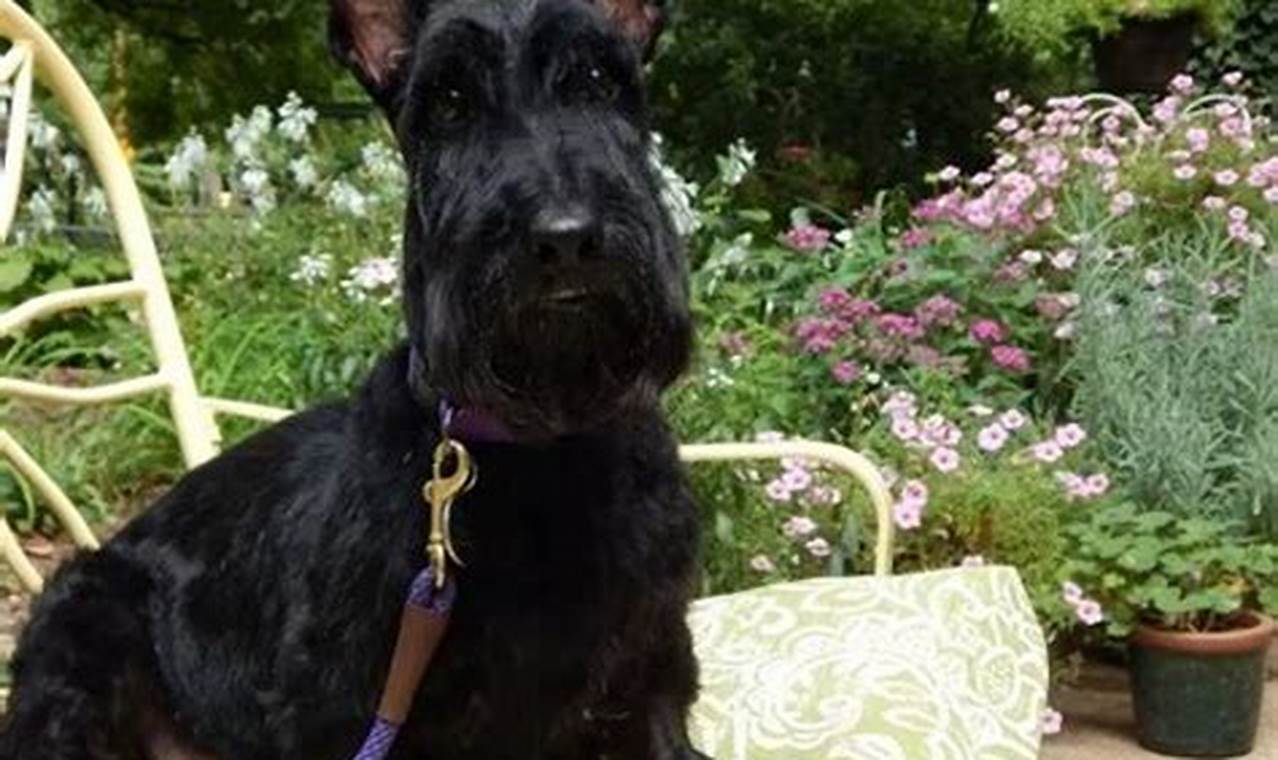 Adopt a Scottie: St. Louis Rescue & Rehoming | My Caring Dog – Tips, Stories, and Care Guides for Loving Pet Owners