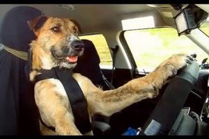 Amazing! Dog Trained to Drive Car: Watch Now | My Caring Dog – Tips, Stories, and Care Guides for Loving Pet Owners