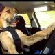 Amazing! Dog Trained to Drive Car: Watch Now | My Caring Dog – Tips, Stories, and Care Guides for Loving Pet Owners