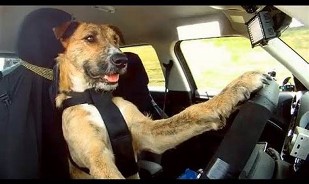 Amazing! Dog Trained to Drive Car: Watch Now | My Caring Dog – Tips, Stories, and Care Guides for Loving Pet Owners