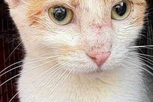 Community Pet Rescue Belvidere Il | My Caring Dog – Tips, Stories, and Care Guides for Loving Pet Owners