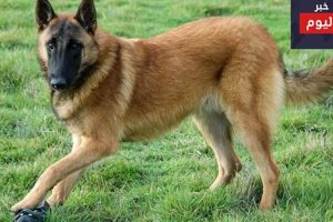 Top Dog Car Accessories for Safe Travels | My Caring Dog – Tips, Stories, and Care Guides for Loving Pet Owners