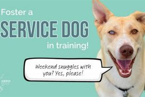 Best Service Dogs & Training | servicedogs.org My Caring Dog – Tips, Stories, and Care Guides for Loving Pet Owners Best Service Dogs & Training | servicedogs.org | My Caring Dog – Tips, Stories, and Care Guides for Loving Pet Owners