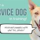 Best Service Dogs & Training | servicedogs.org | My Caring Dog – Tips, Stories, and Care Guides for Loving Pet Owners