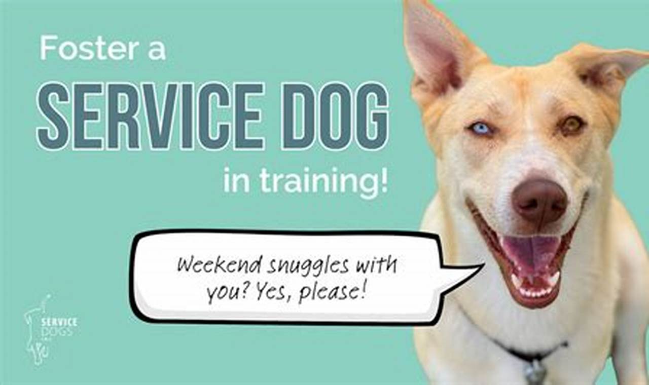 Best Service Dogs & Training | servicedogs.org | My Caring Dog – Tips, Stories, and Care Guides for Loving Pet Owners