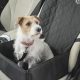 Top Dog Car Seat Materials: Ultimate Guide | My Caring Dog – Tips, Stories, and Care Guides for Loving Pet Owners