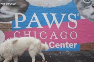 Best Animal Shelters in Chicago: Adopt Today | My Caring Dog – Tips, Stories, and Care Guides for Loving Pet Owners