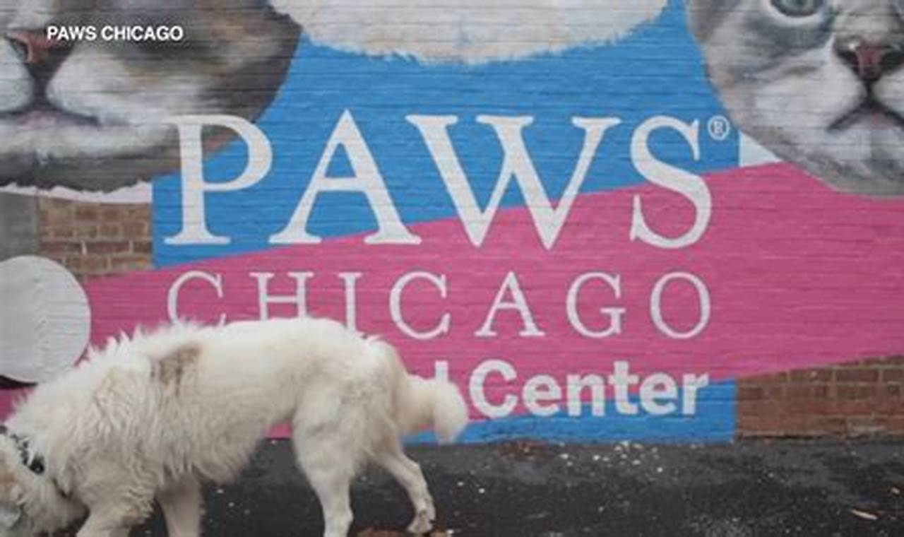 Best Animal Shelters in Chicago: Adopt Today | My Caring Dog – Tips, Stories, and Care Guides for Loving Pet Owners