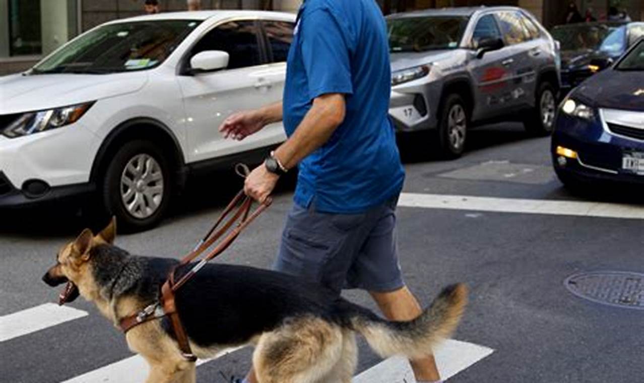 Become a Seeing Eye Dog Trainer: Career Guide | My Caring Dog – Tips, Stories, and Care Guides for Loving Pet Owners