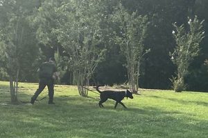 Top K 9 4 Car Dog Accessories | My Caring Dog – Tips, Stories, and Care Guides for Loving Pet Owners