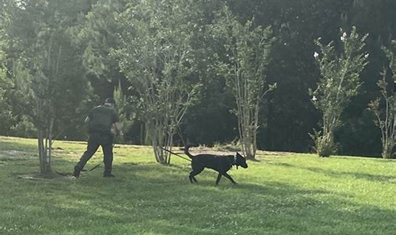 Top K 9 4 Car Dog Accessories | My Caring Dog – Tips, Stories, and Care Guides for Loving Pet Owners