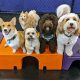 Best Dog Day Care Training Near Me: Find Certified Programs | My Caring Dog – Tips, Stories, and Care Guides for Loving Pet Owners