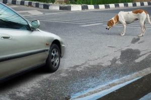 Can Steroids Help Dogs Hit By Cars? My Caring Dog – Tips, Stories, and Care Guides for Loving Pet Owners Can Steroids Help Dogs Hit By Cars? | My Caring Dog – Tips, Stories, and Care Guides for Loving Pet Owners