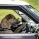Amazing Dog Drivers of New Zealand! | My Caring Dog – Tips, Stories, and Care Guides for Loving Pet Owners