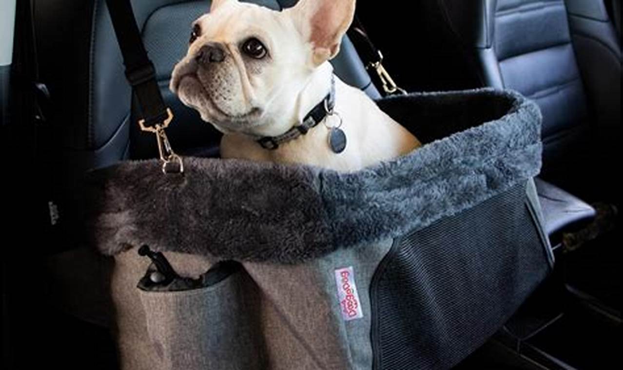 Best Amazon Prime Dog Car Seats: Safe & Secure My Caring Dog – Tips, Stories, and Care Guides for Loving Pet Owners Best Amazon Prime Dog Car Seats: Safe & Secure | My Caring Dog – Tips, Stories, and Care Guides for Loving Pet Owners