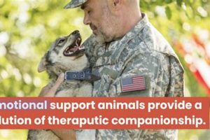 Find Free Emotional Support Dogs for Veterans My Caring Dog – Tips, Stories, and Care Guides for Loving Pet Owners Find Free Emotional Support Dogs for Veterans | My Caring Dog – Tips, Stories, and Care Guides for Loving Pet Owners