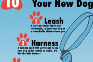 Car Dog Essentials: What Dogs Need On the Road | My Caring Dog – Tips, Stories, and Care Guides for Loving Pet Owners