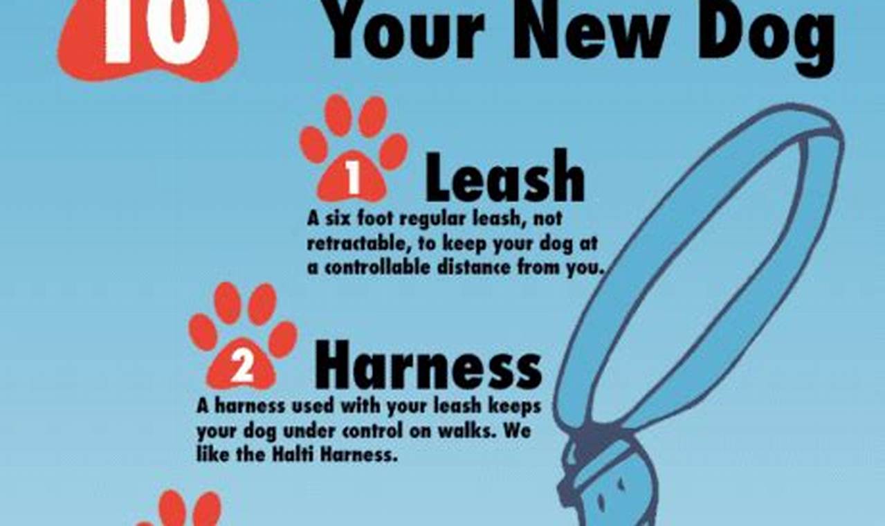 Car Dog Essentials: What Dogs Need On the Road My Caring Dog – Tips, Stories, and Care Guides for Loving Pet Owners Car Dog Essentials: What Dogs Need On the Road | My Caring Dog – Tips, Stories, and Care Guides for Loving Pet Owners