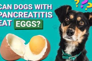 Can Dogs Really Take Care of Eggs? Fact vs. Myth | My Caring Dog – Tips, Stories, and Care Guides for Loving Pet Owners