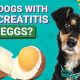 Can Dogs Really Take Care of Eggs? Fact vs. Myth | My Caring Dog – Tips, Stories, and Care Guides for Loving Pet Owners