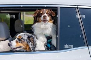 Travelling With Dogs In Car My Caring Dog – Tips, Stories, and Care Guides for Loving Pet Owners Travelling With Dogs In Car | My Caring Dog – Tips, Stories, and Care Guides for Loving Pet Owners
