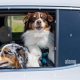 Travelling With Dogs In Car | My Caring Dog – Tips, Stories, and Care Guides for Loving Pet Owners