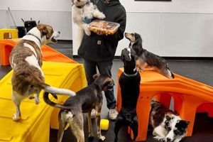 Advanced Rocket Dog Care Tips & Techniques My Caring Dog – Tips, Stories, and Care Guides for Loving Pet Owners Advanced Rocket Dog Care Tips & Techniques | My Caring Dog – Tips, Stories, and Care Guides for Loving Pet Owners